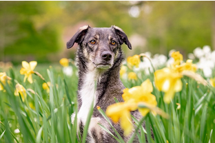 Dog Poop Pickup in Fowlerville Michigan