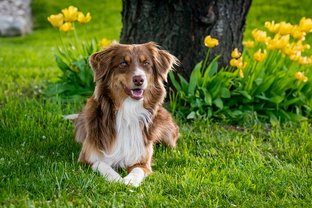 Dog Poop Pickup in Fowlerville Michigan