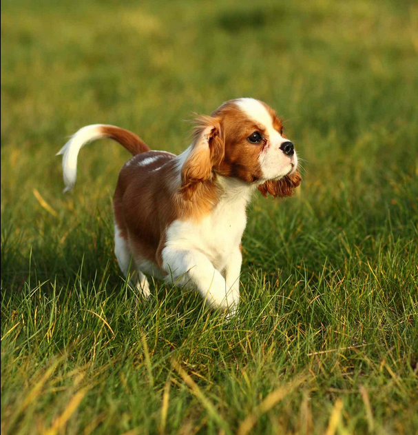 Dog Poop Pickup in Fowlerville Michigan