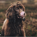 Dog Poop Pickup in Fowlerville Michigan